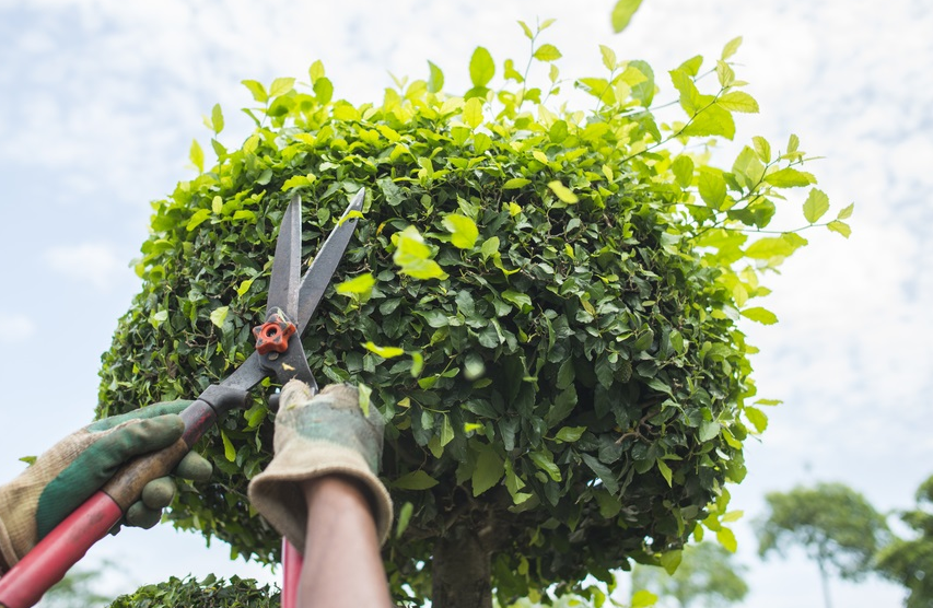 Tree Trimming Dallas