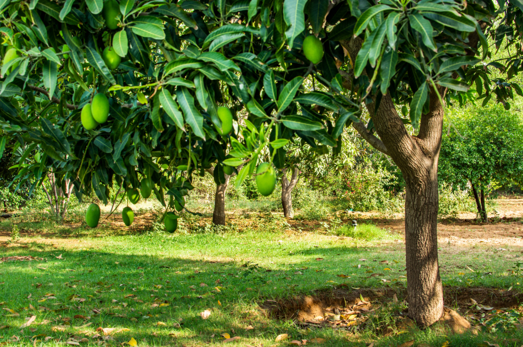 Tree fertilization