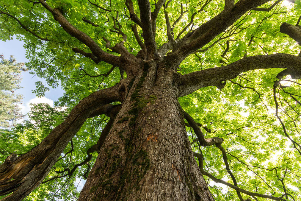 Tree service