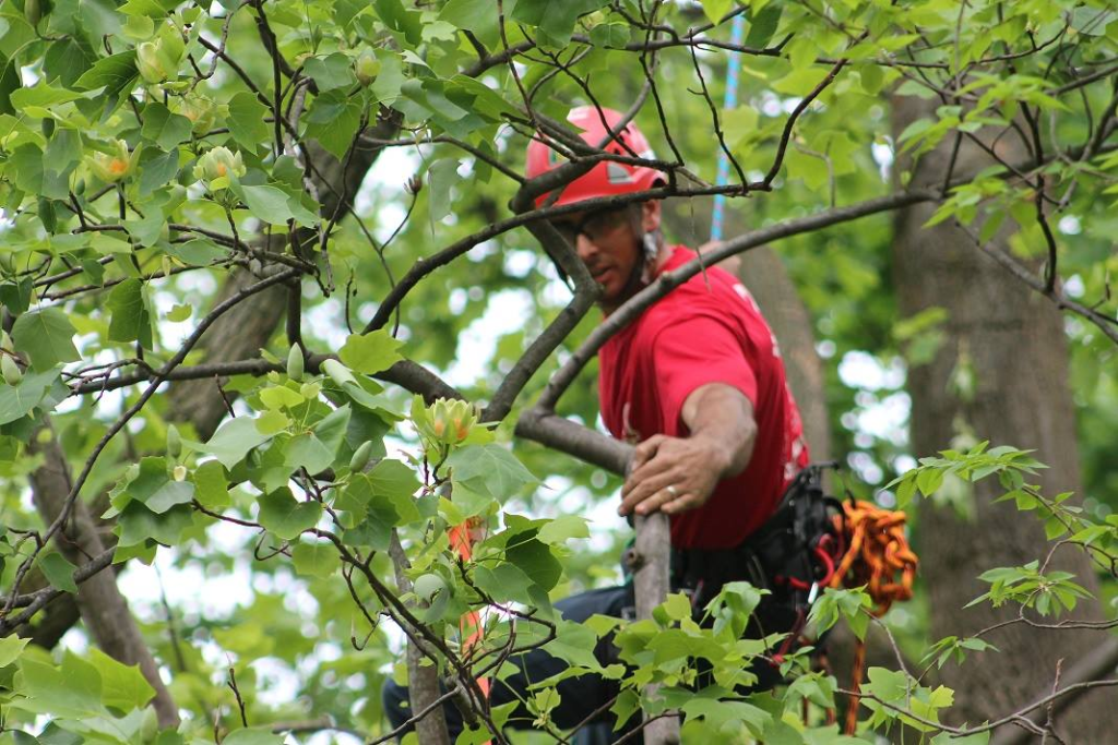 Tree trimming