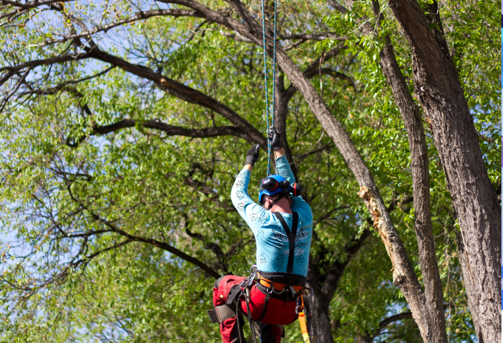 Arborist services in Dallas