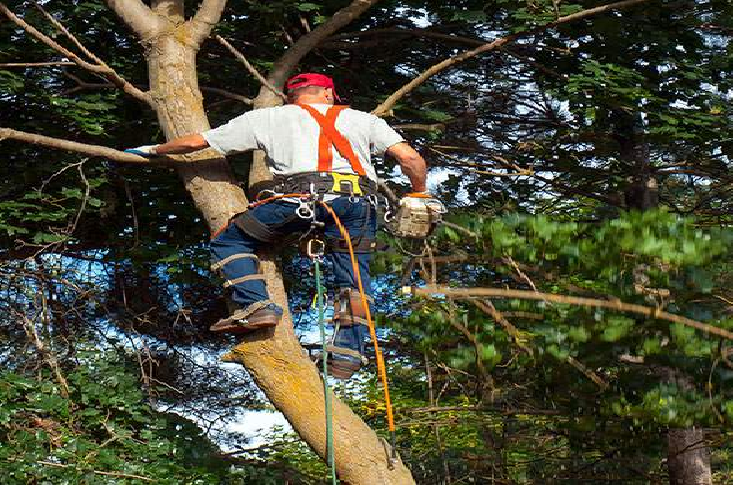 arborist in dallas