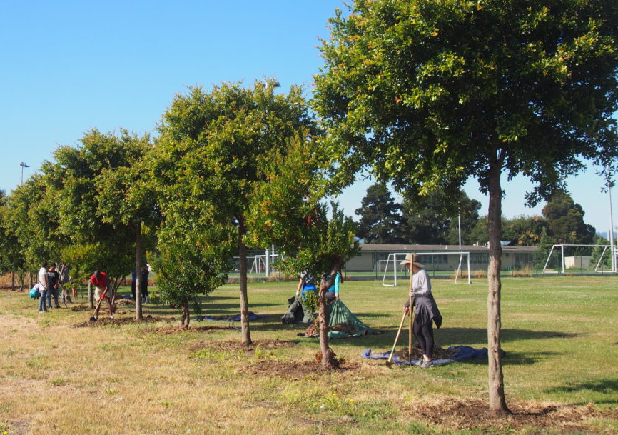 tree fertilization in Dallas