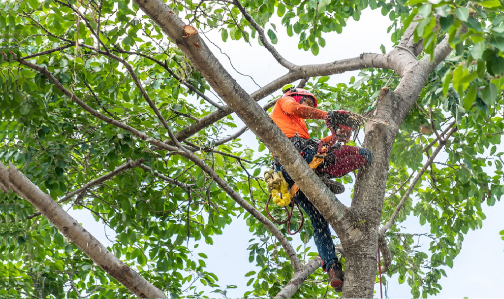 Tree Service Dallas