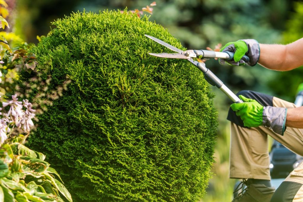 Tree trimming in Dallas