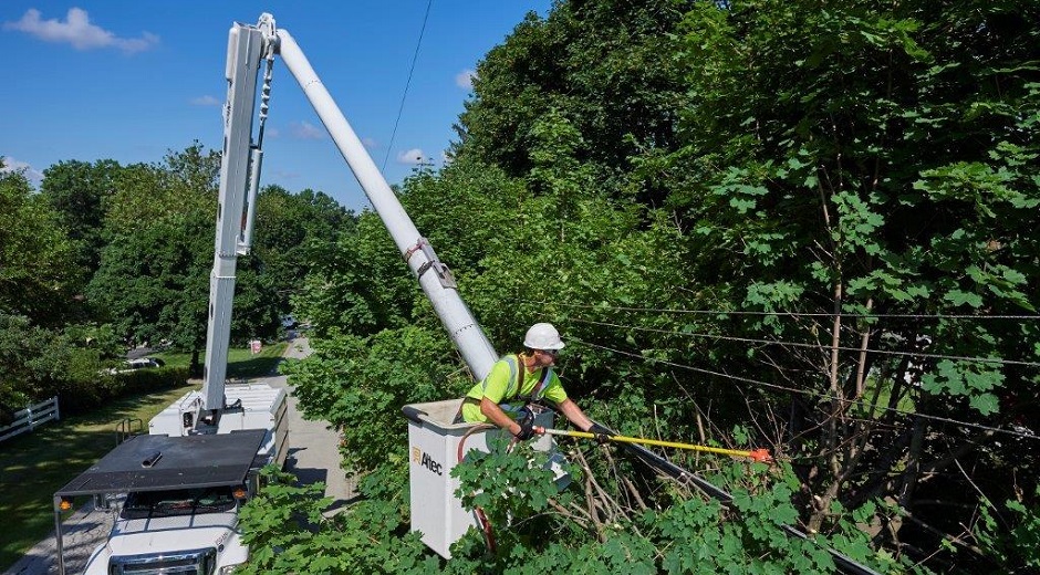 Tree trimming in Dallas