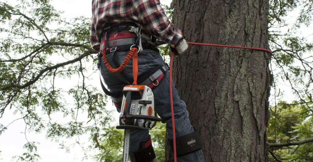 Arborist in Dallas