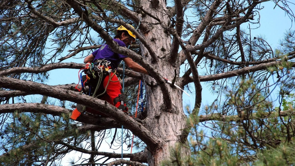 Arborist in Dallas