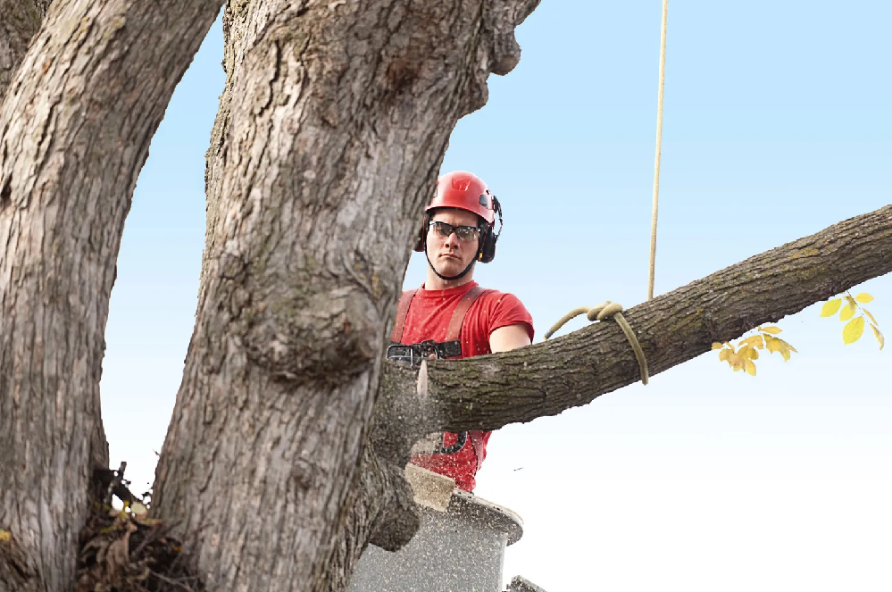 Arborist in Dallas