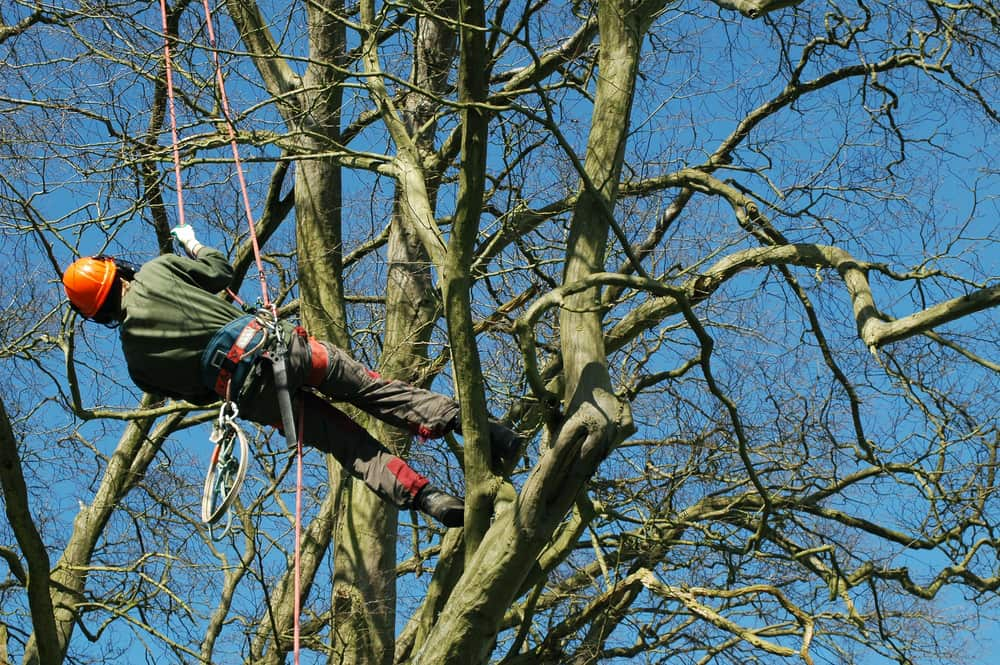 Arborist in Dallas