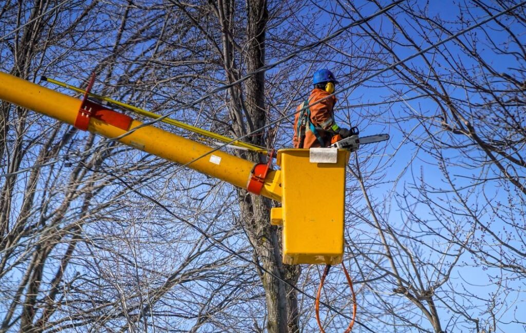 Arborist in Dallas