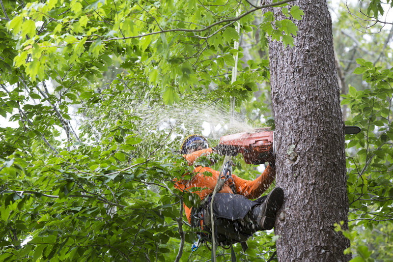 Arborist in Dallas