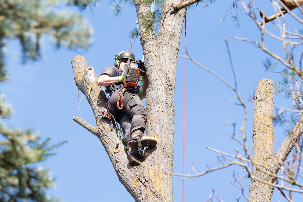 Arborist in Dallas