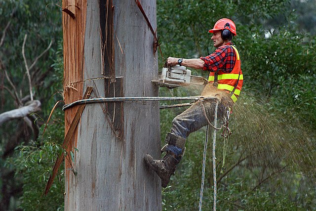 Arborist in Dallas