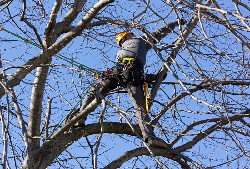 Arborist in Dallas