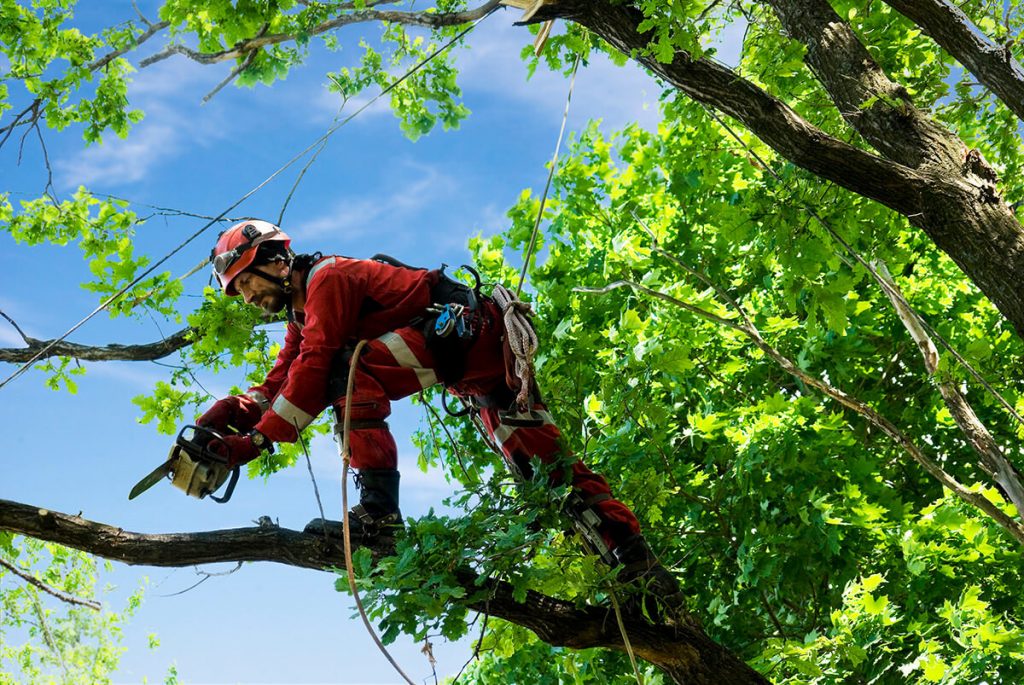 Arborist in Dallas