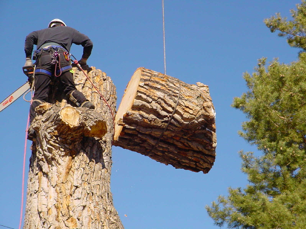 Arborist in dallas