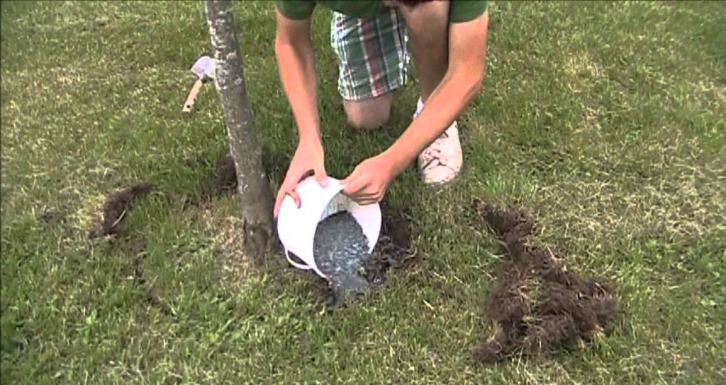 Tree Fertilization Dallas