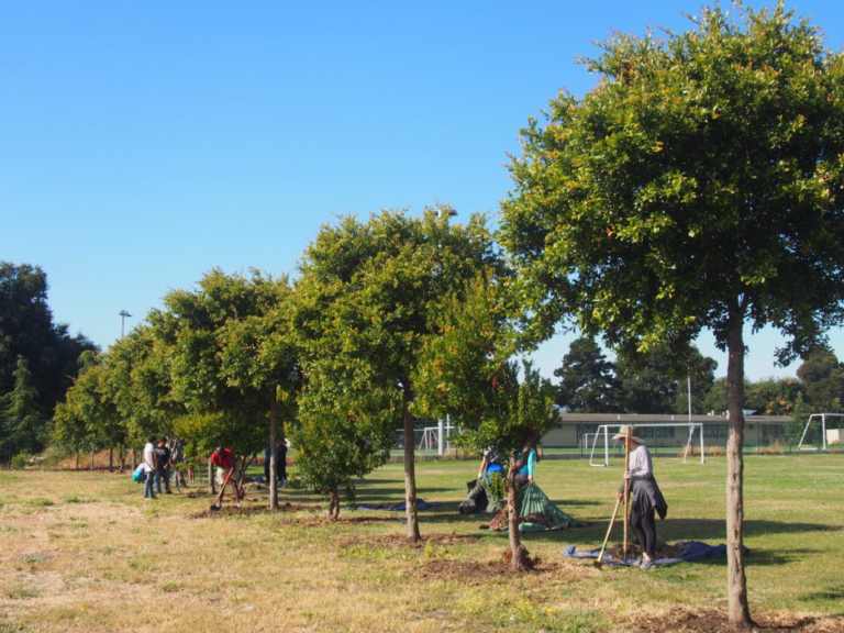 Tree Fertilization Dallas