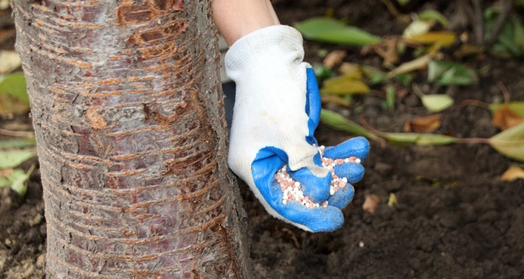 Tree Fertilization Dallas