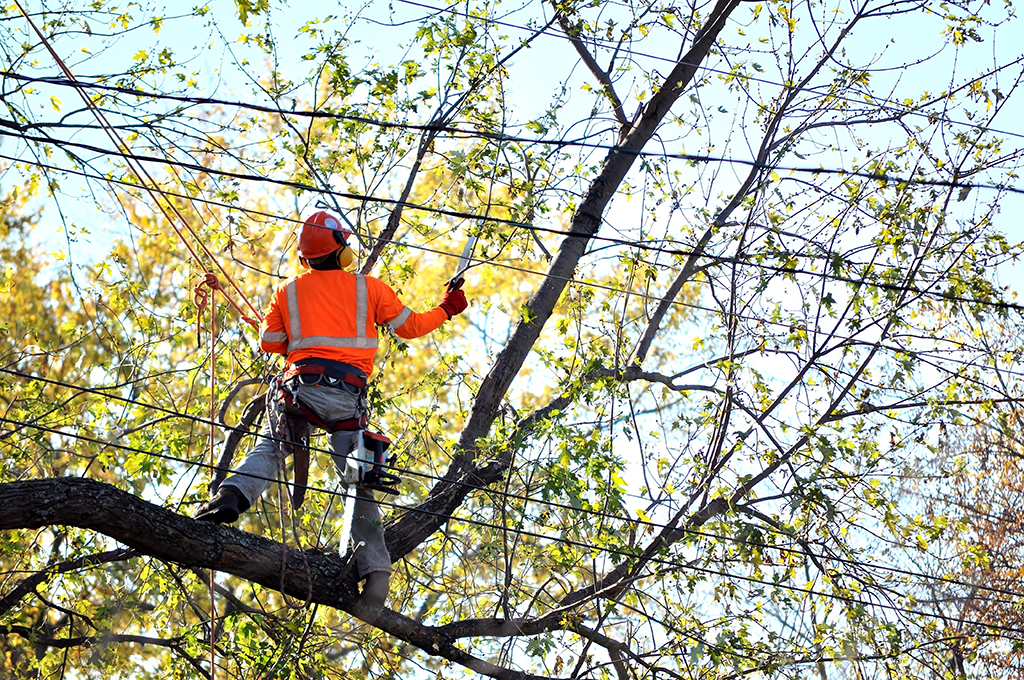 Tree Service Dallas