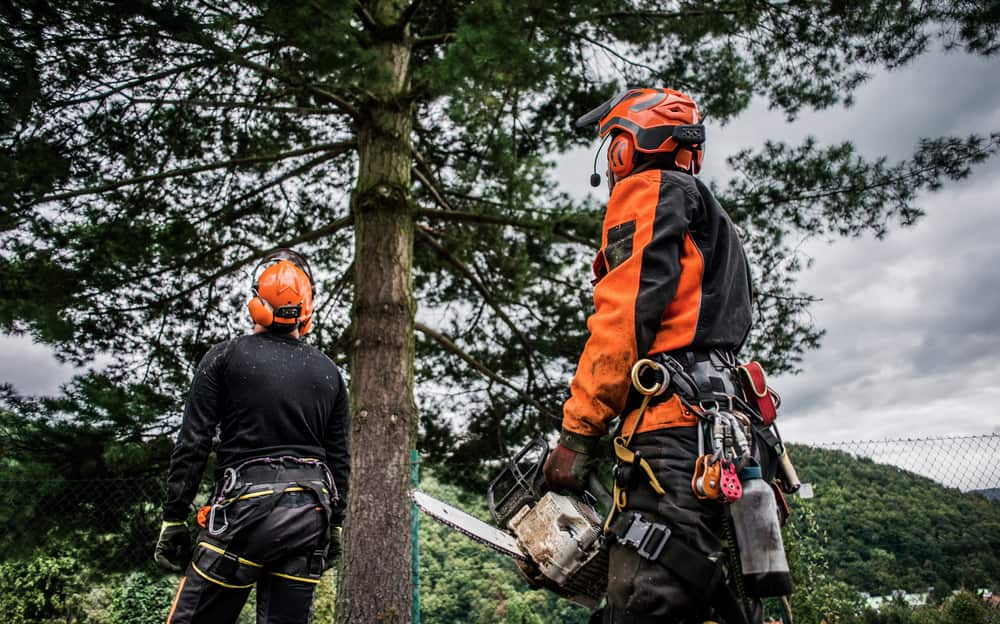 Tree Service Dallas