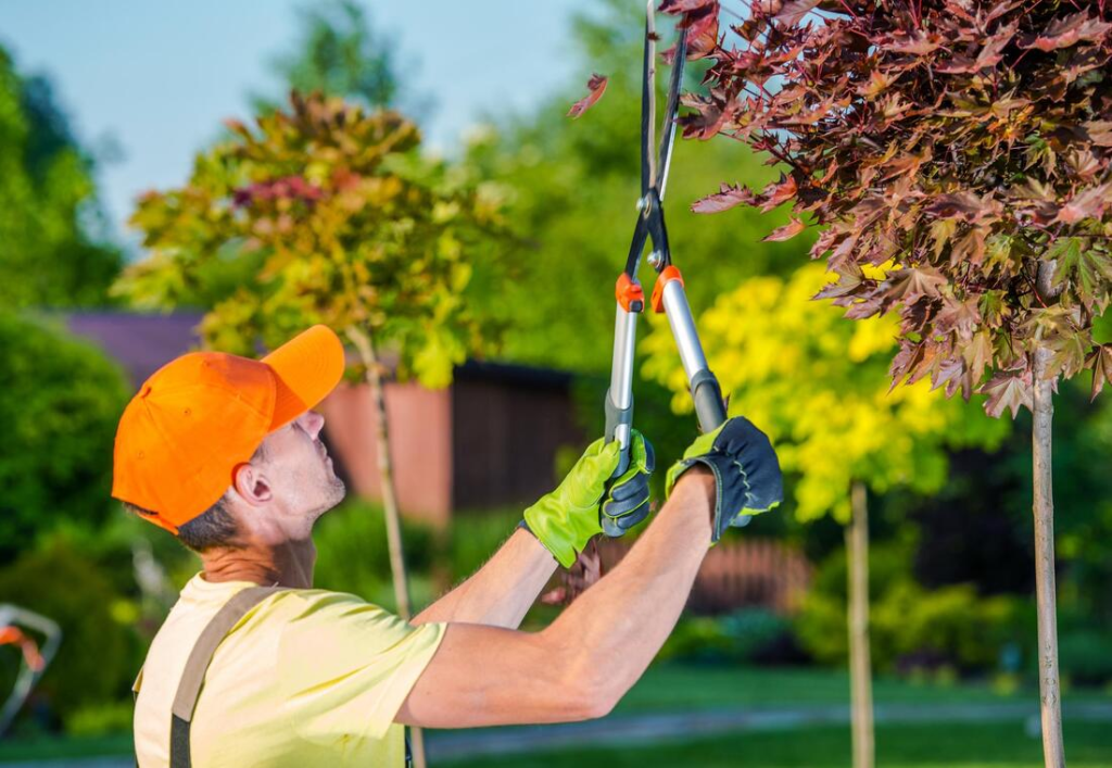 Tree Trimming Dallas