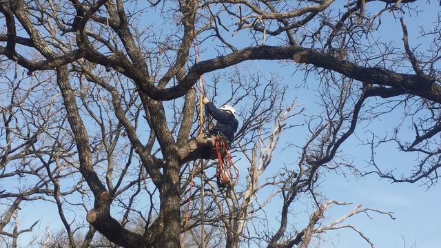 Tree Trimming Dallas