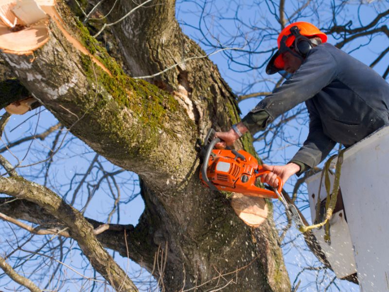 Tree Trimming Dallas