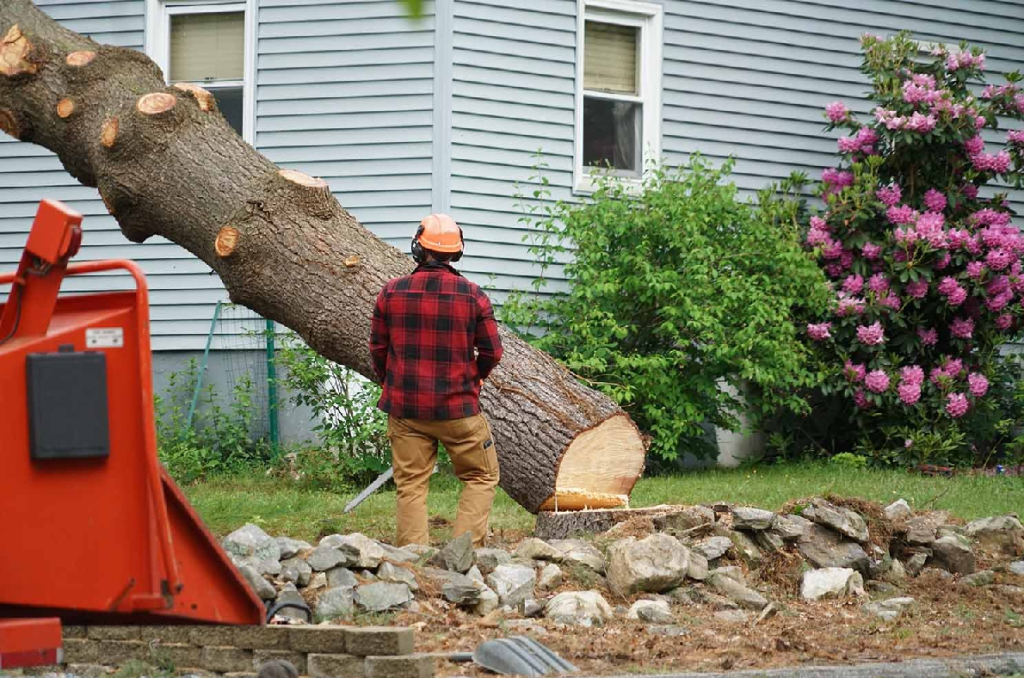 Tree service Dallas