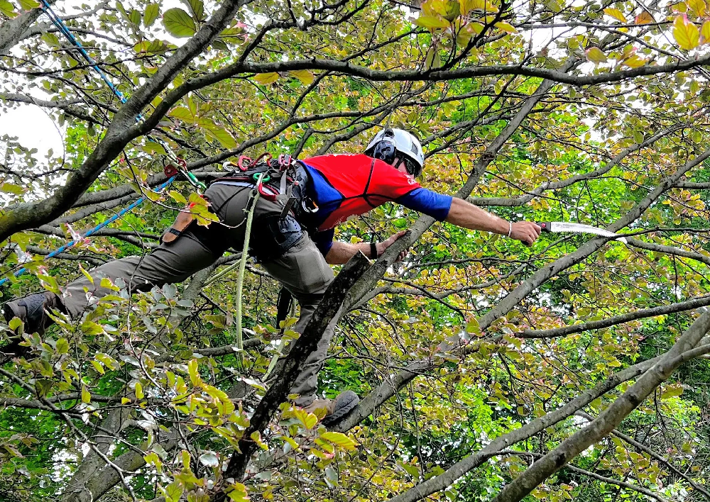 Arborist in Dallas