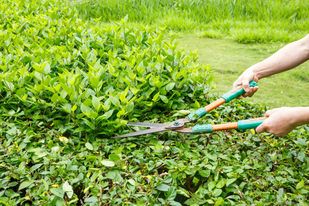 Tree trimming service