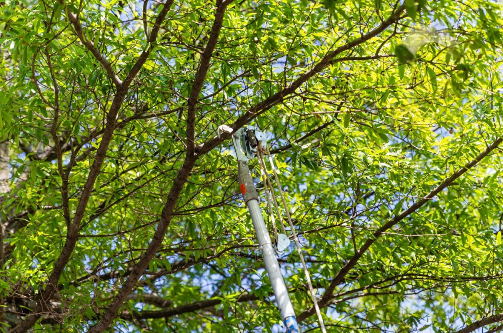 Tree trimming service