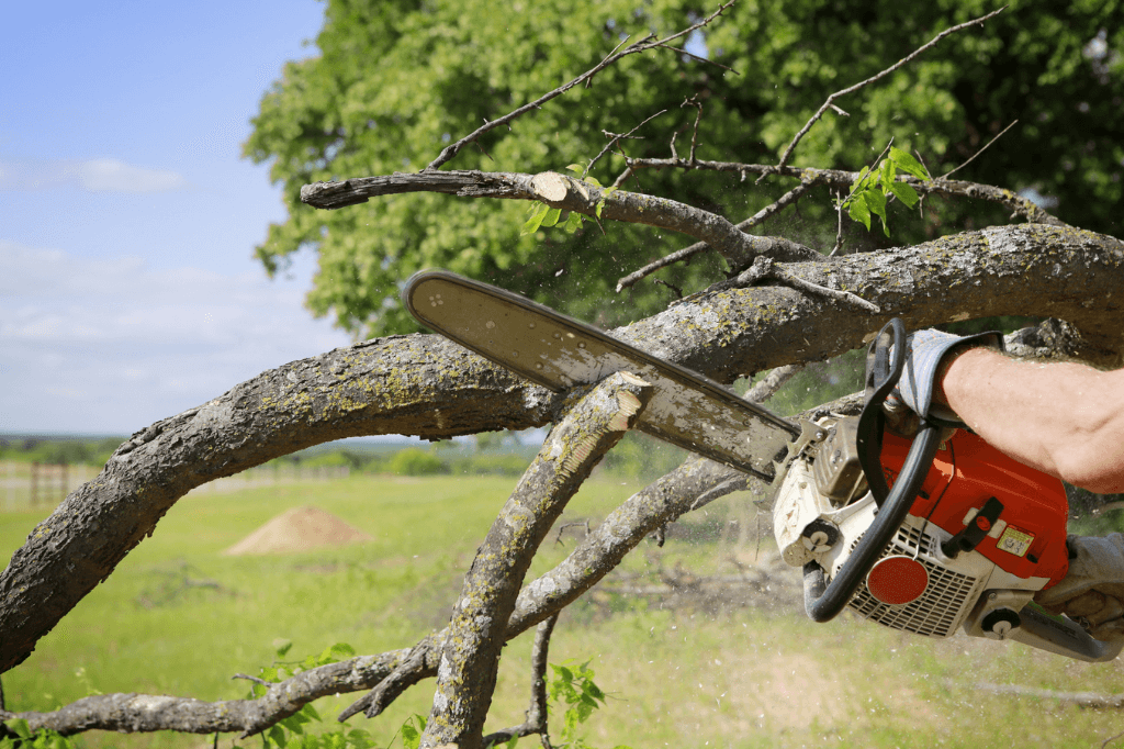 Tree trimming service