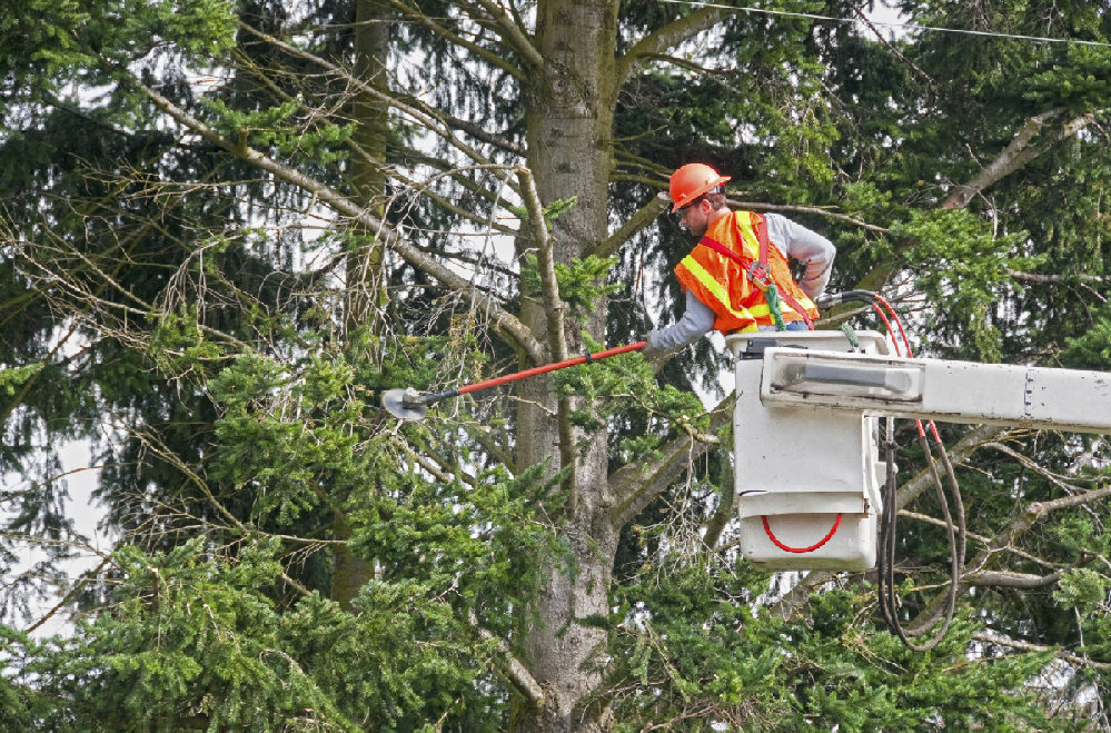 Tree trimming service