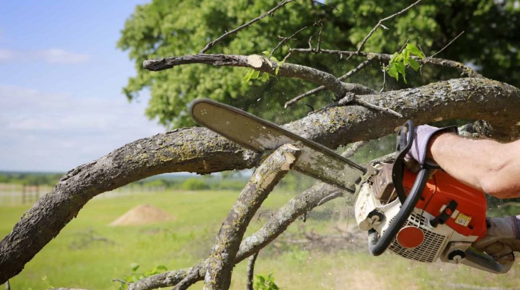 Tree Trimming Dallas