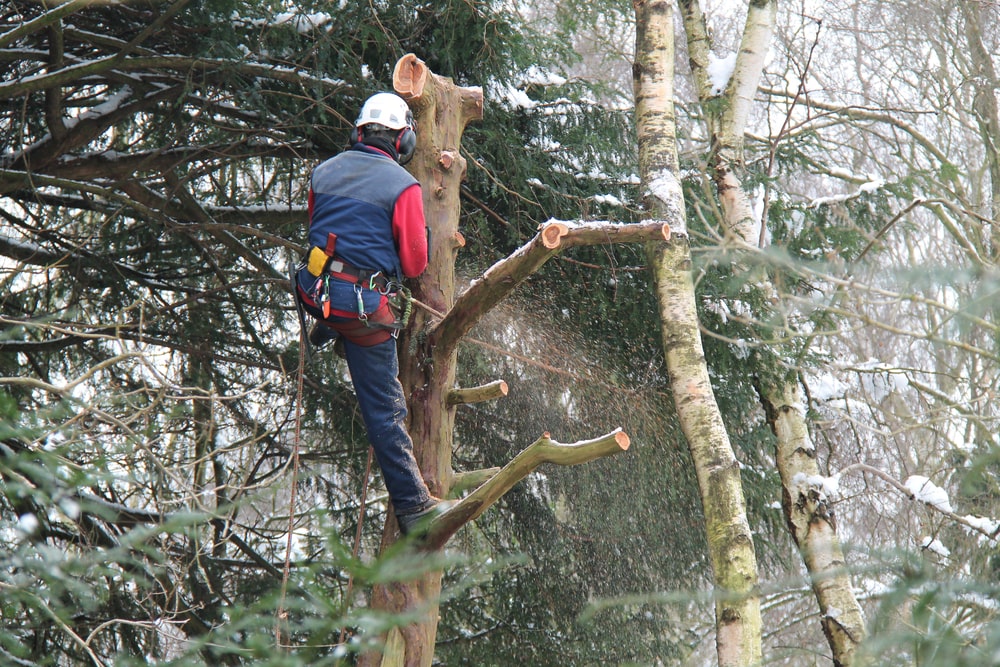 arborist in dallas