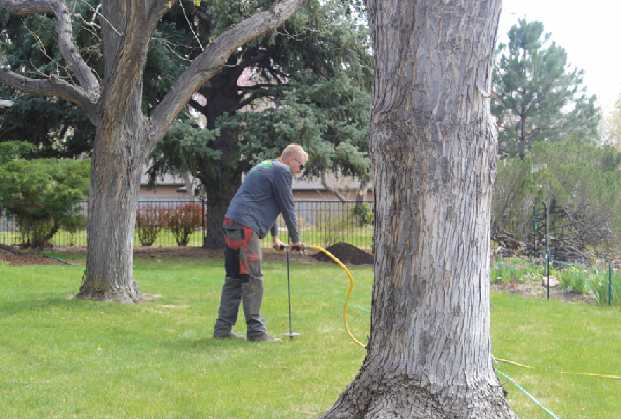 tree fertilization dallas