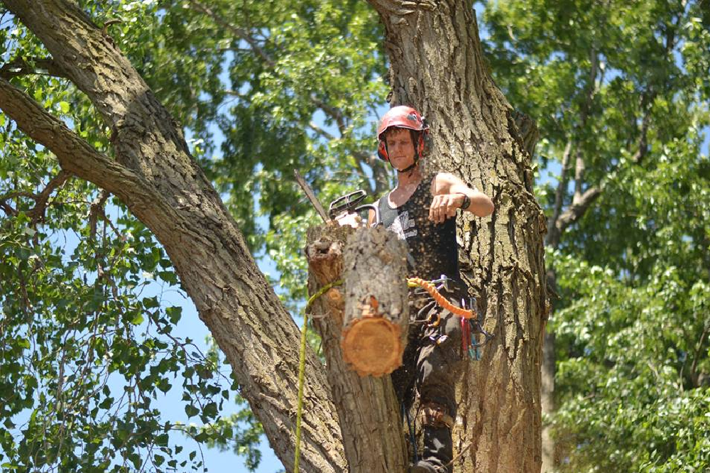 tree service dallas