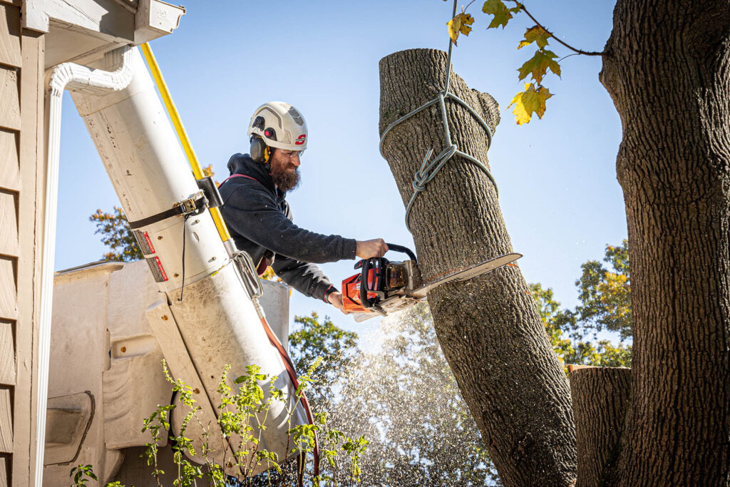 Tree service dallas