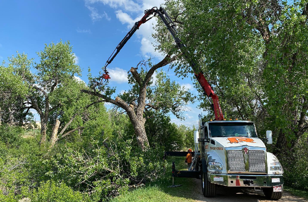 Tree service dallas