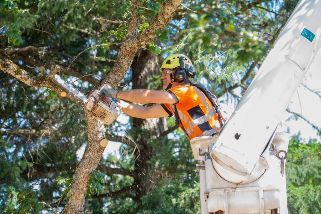 Arborist Services