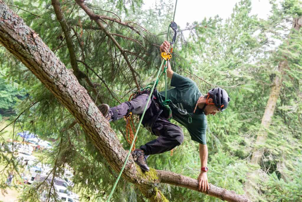 Arborists in Dallas