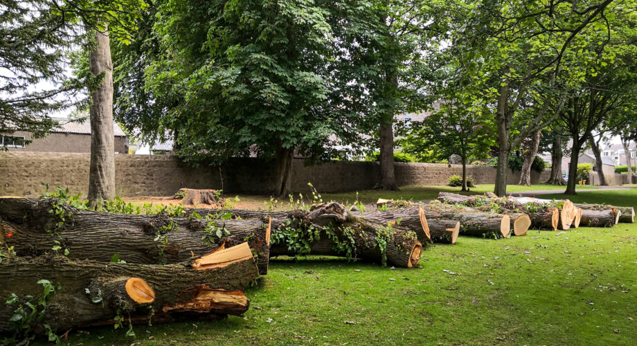 Tree Service