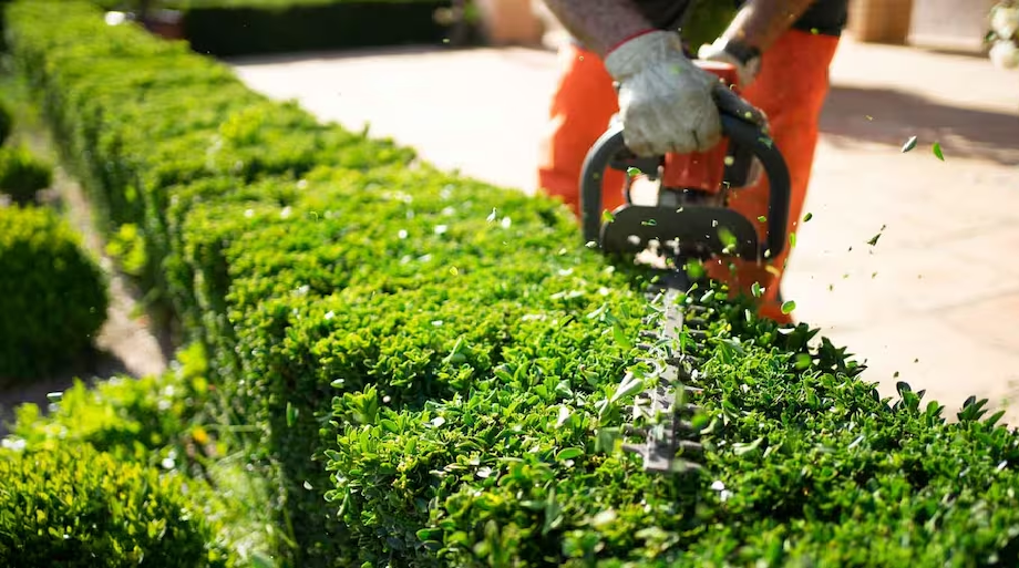 Tree Trimming Dallas