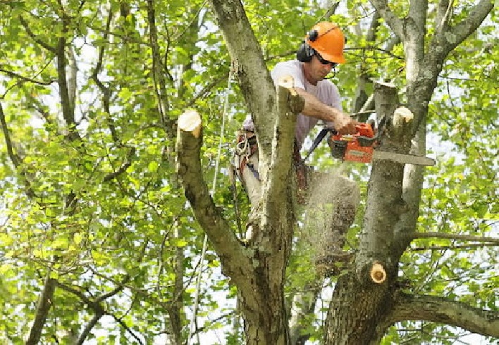 Tree Trimming Services