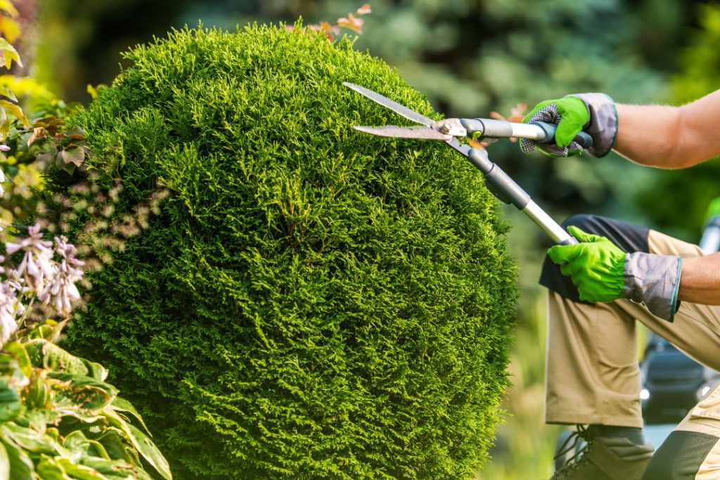 Tree trimming Dallas