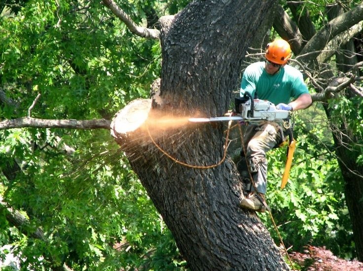 arborist in dallas