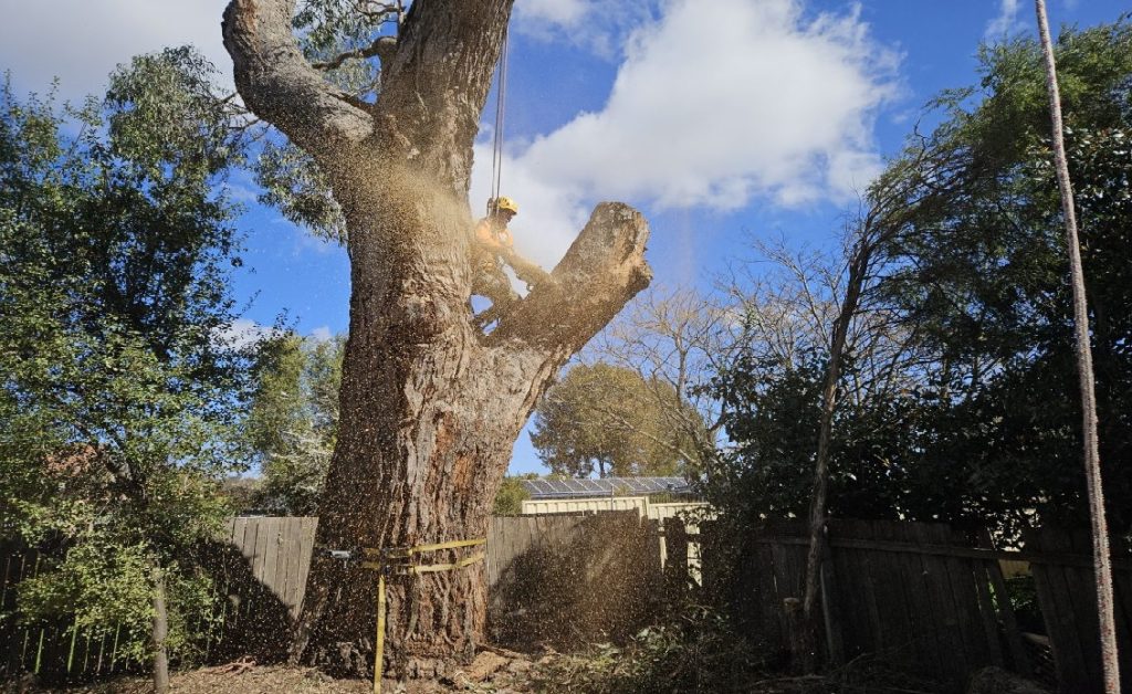 tree service Dallas