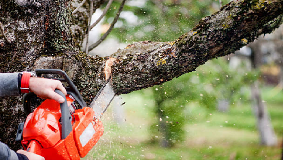 Tree Service Dallas